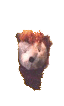 KRÓL LEW